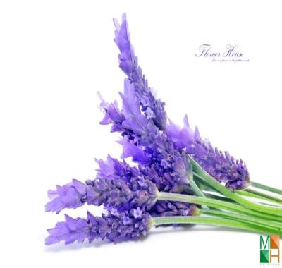 Tranh dán tường Hàn Quốc hoa lavender FW - 120